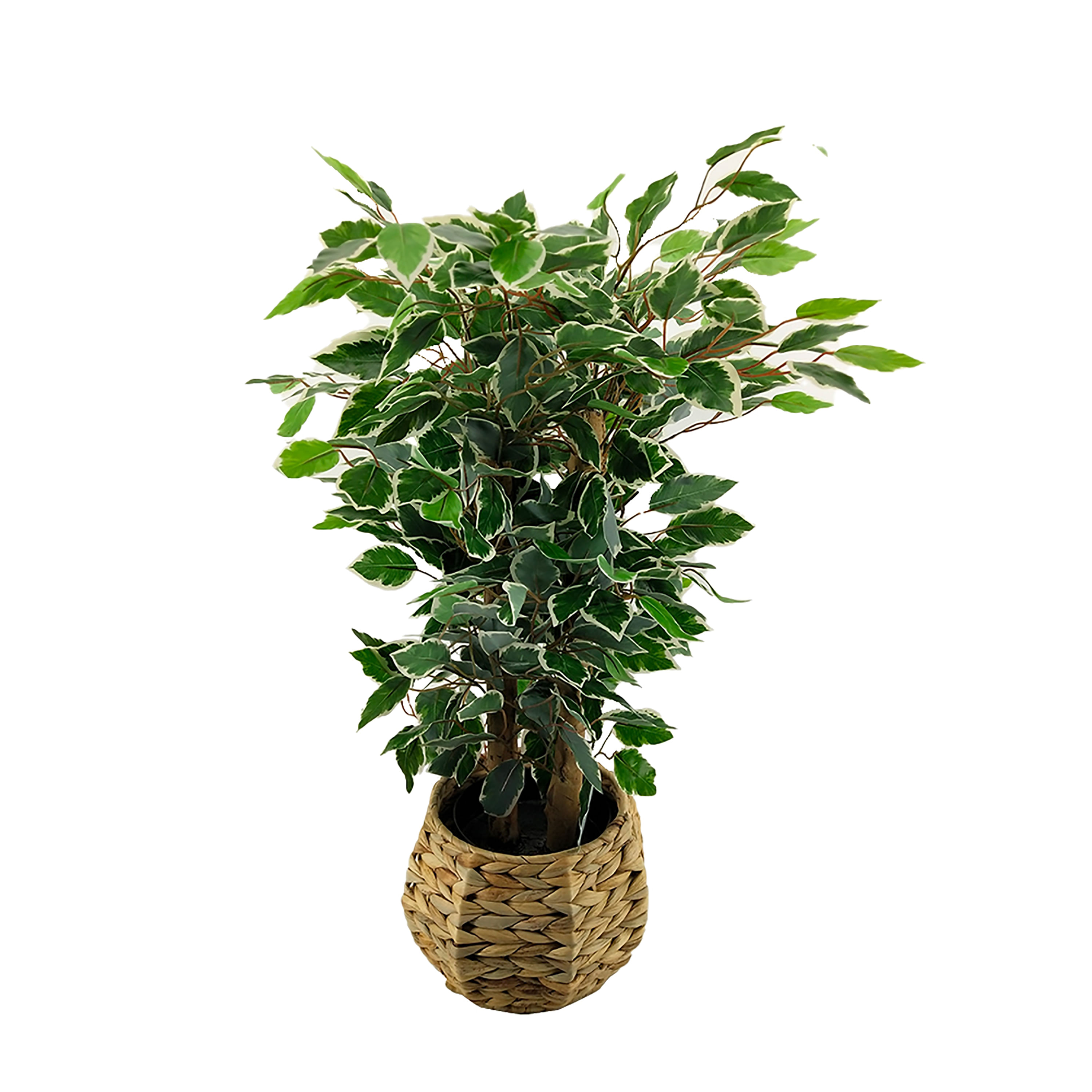 Msg-Planta-Roble-75Cm-Con-Base-De-Mimbre-1-5401