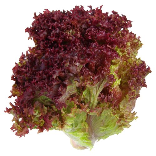 Lechuga Lolorosa Bolsa