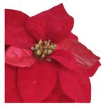 Flor-Roja-Navidad-Set-2U-Wbd-2-12593