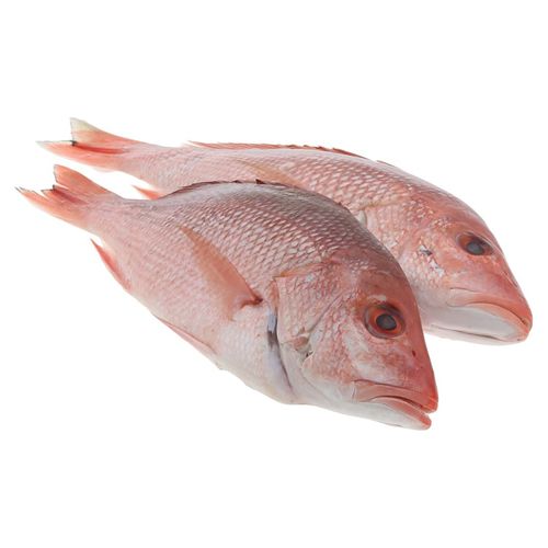 Pargo Blanco Caf Entero Granel De 1 A 2 Libras