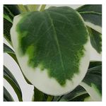 Planta-Mainstays-Artificial-Con-Canasta-19cm-2-23770