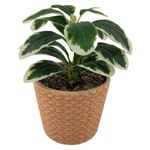 Planta-Mainstays-Artificial-Con-Canasta-19cm-1-23770