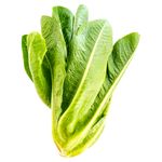 Lechuga-Romana-Hortifruti-Bolsa-2-24691