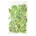 Oregano-Hortifruti-2-25675