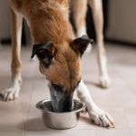Alimento-Para-Perro-Goldy-Adulto-4kg-4-21132