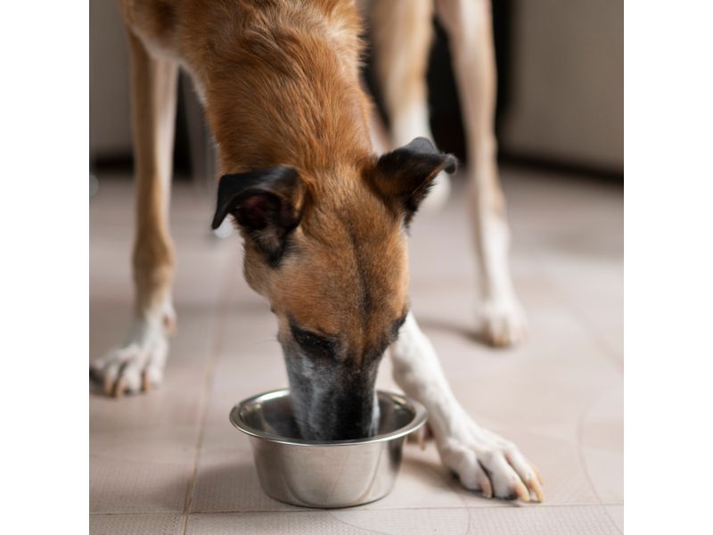 Alimento-Para-Perro-Goldy-Adulto-4kg-4-21132
