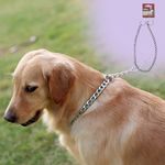 Collar-Ol-Roy-Metalico-Para-Perro-Talla-M-4-20234