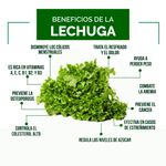 Lechuga-Fresse-Bolsa-3-51