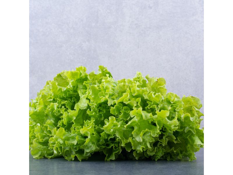 Lechuga-Fresse-Bolsa-4-51