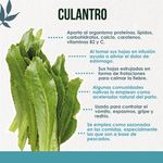 Culantro-Hortifruti-3-19574