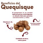 Quequisque-Lb-4-91