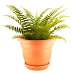 Maceta-Megaplast-Fiore-Con-Plato-No-5-5-3150