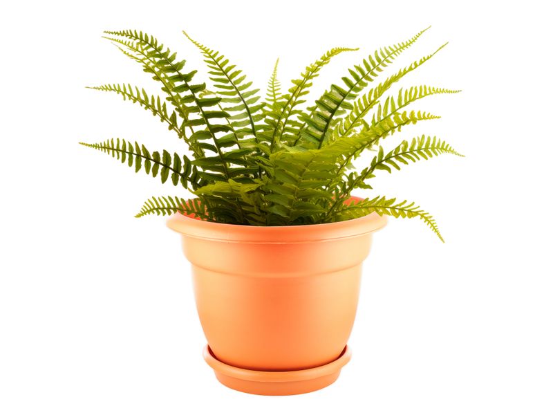 Maceta-Megaplast-Fiore-Con-Plato-No-5-5-3150