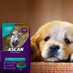 Alimento-Para-Perro-Ascan-Cachorro-1Kg-4-7857