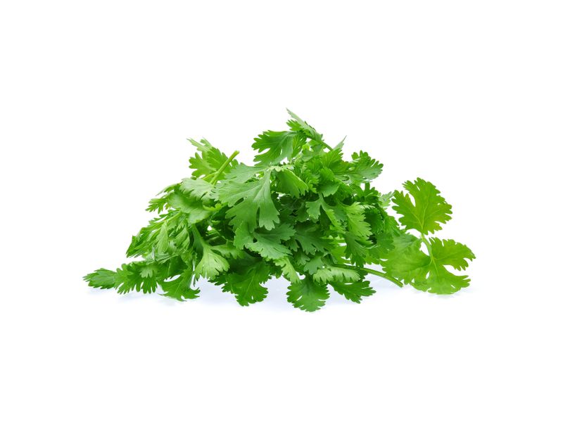Cilantro-2-28129