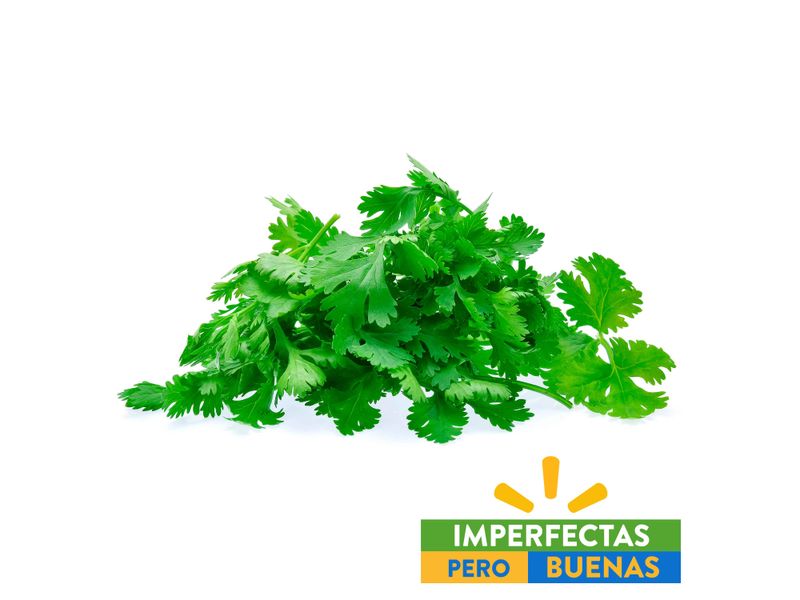 Cilantro-1-28129