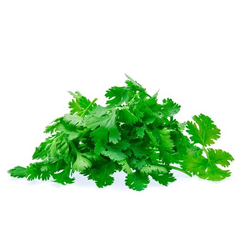Cilantro