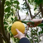 GTIN-0801656009580-08