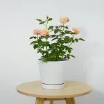 GTIN-6952397403756-06